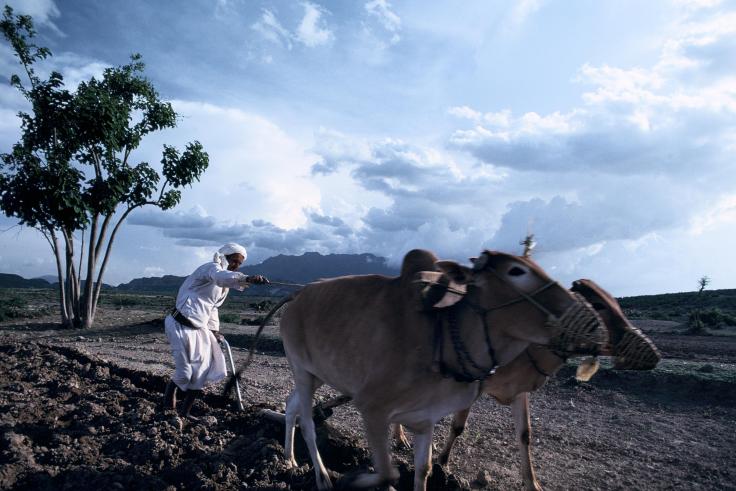 Plowing the fields