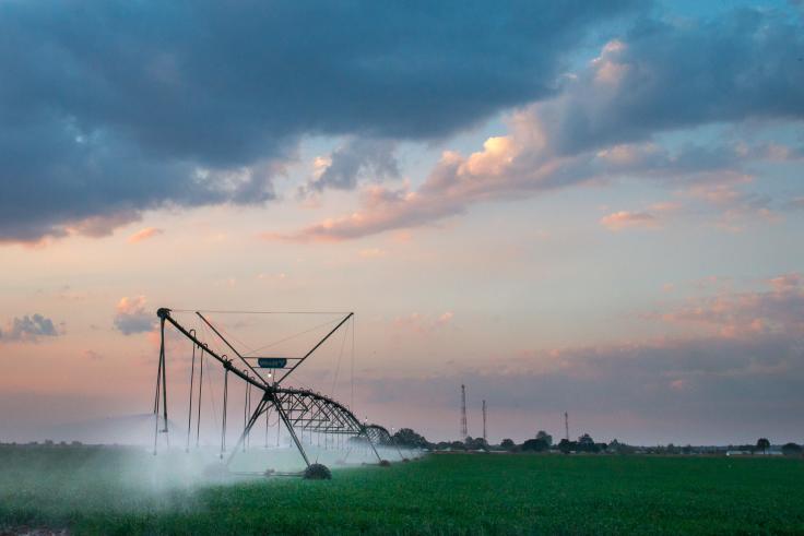 Irrigated wheat fields at Huntley Farm, which is owned and operated by Zambeef. It includes 4,500 hectares of cropped land, includedig 60 hectares of wheat fields. It also includes poultry houses, a dairy, a dairy processing facility, an abattoir, a flour mill, egg production and a transport facility with trucks. 22,000 chickens are slaughtered daily, and 150-200 cattle per week. There are 160,000 laying hens.