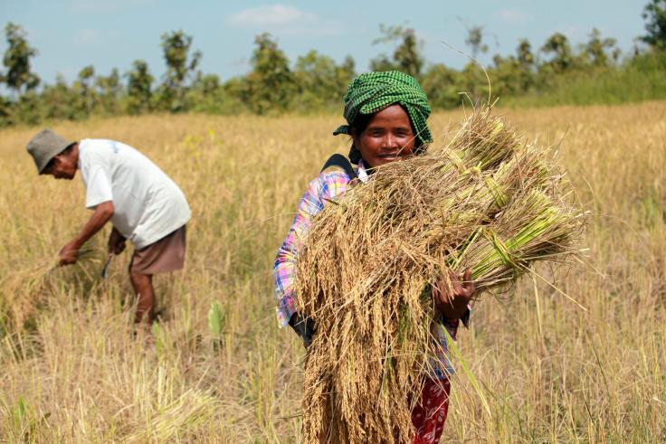 A Cambodian farmer Men Leng, 40, gets her first harvest with her husband, Rethy Chey 54, in Prey Thom village, Reaksmei Sameakki Commune, Aoral district in Kampong Speu Province. Leng is one of 400 landless and land-poor families who received a social land concession from the government under the associated LASED project, funded by JSDF through the World Bank and implemented by Life with Dignity (LWD). Kampong Speu Province, Cambodia.