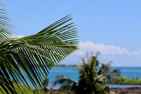 Close up of tropical plant, with bright blue ocean in the background